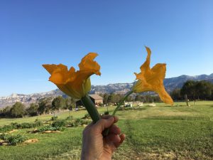 Male and Female Squash Blossoms